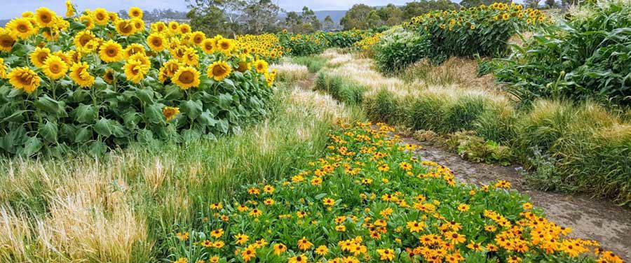 Blooming Tasmania Spring Festival