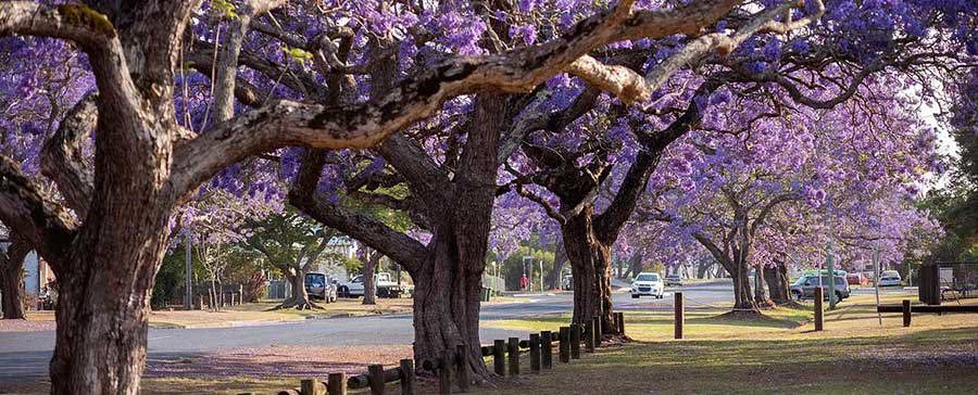 Jacaranda Festival - Grafton